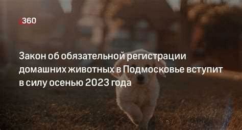 Новый закон о выгуле собак в 2024 году